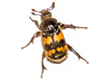 Nicrophorus vespillo